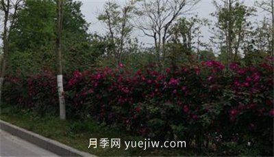 荊州開發(fā)區(qū)西干渠的藤本月季開花啦，千米月季花墻來打卡(圖2)