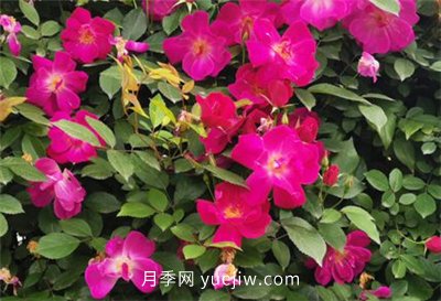 荊州開發(fā)區(qū)西干渠的藤本月季開花啦，千米月季花墻來打卡(圖1)