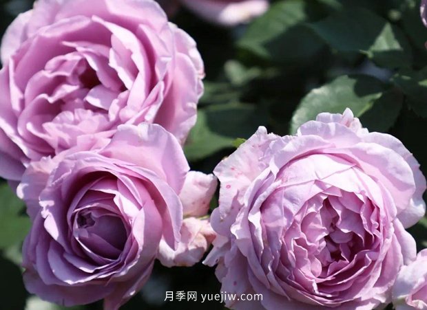 月季新品種，暗戀的心月季，陽臺(tái)有它四季看花(圖1)