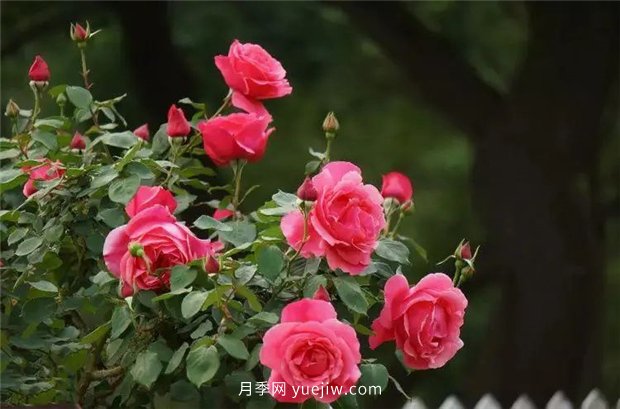 精通施肥，就掌握了盆栽月季開花不斷的訣竅(圖2)