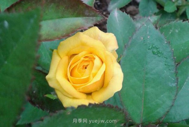 十款花期***長的微型月季品種，適合陽臺種植(圖6)