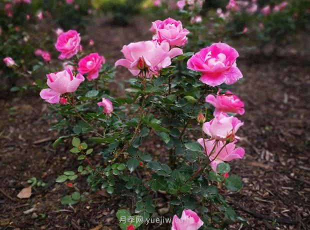 成都植物園也有月季園了，超美盛花期來啦(圖7)