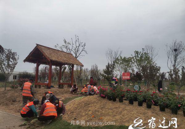 醉美泗陽，月季花海，第十一屆中國月季展覽會4月28日開幕(圖1)
