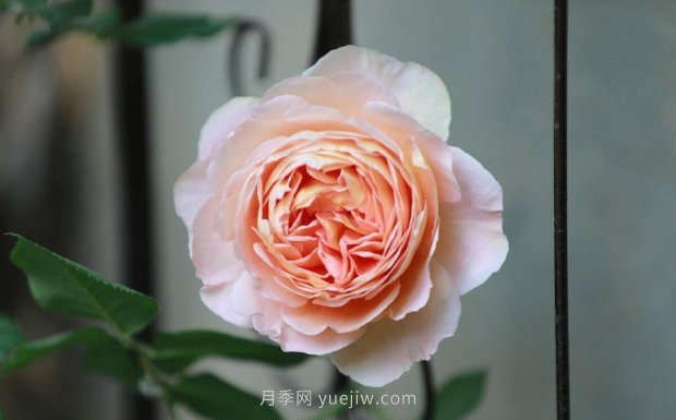 推薦4個(gè)適合新花友種植的藤本月季品種，長(zhǎng)勢(shì)強(qiáng)勁開(kāi)花量大(圖2)