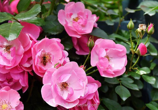 推薦4個(gè)適合新花友種植的藤本月季品種，長(zhǎng)勢(shì)強(qiáng)勁開(kāi)花量大(圖1)