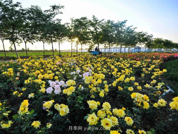 月季花卉苗木養(yǎng)護管理主要有幾方面？(圖1)