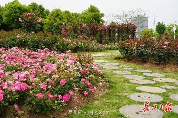 武漢滿(mǎn)街月季開(kāi)放，近百座公園進(jìn)入盛花期(圖1)