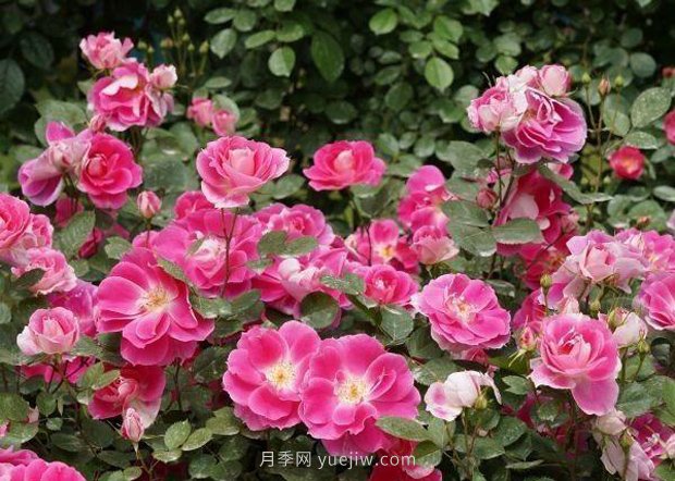 武漢滿(mǎn)街月季開(kāi)放，近百座公園進(jìn)入盛花期(圖2)