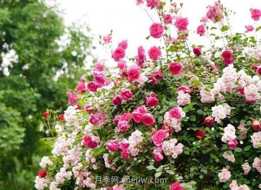 武漢滿(mǎn)街月季開(kāi)放，近百座公園進(jìn)入盛花期(圖5)