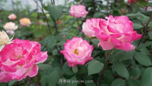 杭州滿城月季綻放，驚艷背后有他功勞(圖1)