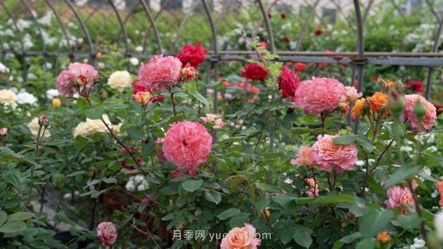 杭州滿城月季綻放，驚艷背后有他功勞(圖2)