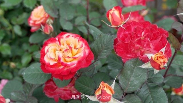 杭州滿城月季綻放，驚艷背后有他功勞(圖5)