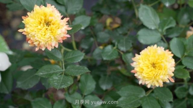 杭州滿城月季綻放，驚艷背后有他功勞(圖6)