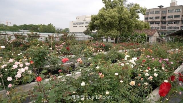 杭州滿城月季綻放，驚艷背后有他功勞(圖7)