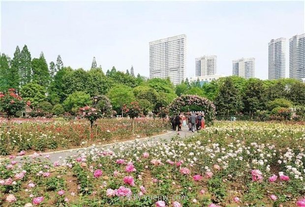 武漢市第十三屆月季展，青山和平公園等你來(lái)打卡(圖1)