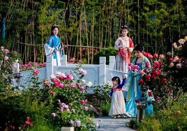 第十二屆南陽(yáng)月季花會(huì)4月29日開(kāi)幕，活動(dòng)豐富多彩(圖3)