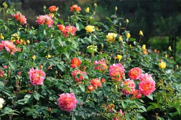 張愛(ài)玲的薔薇名句，薔薇處處開(kāi)，可愛(ài)又可親(圖1)