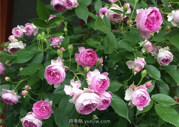 瑪姬嬸嬸月季，別被名字嚇跑，勤花超級花多(圖1)