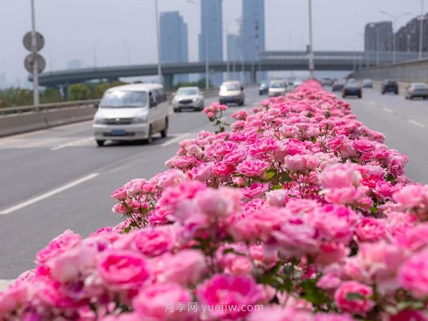 南陽月季美化武漢花城，百條道路月季開到爆街(圖1)