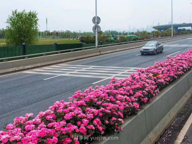 南陽月季美化武漢花城，百條道路月季開到爆街(圖3)