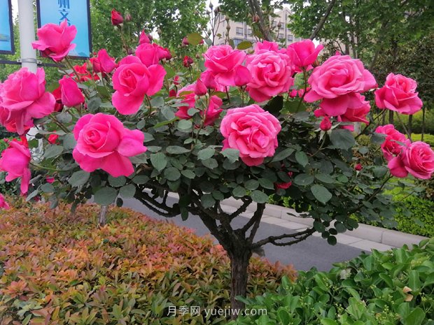 河南樹狀月季種植對(duì)環(huán)境有什么要求？(圖1)