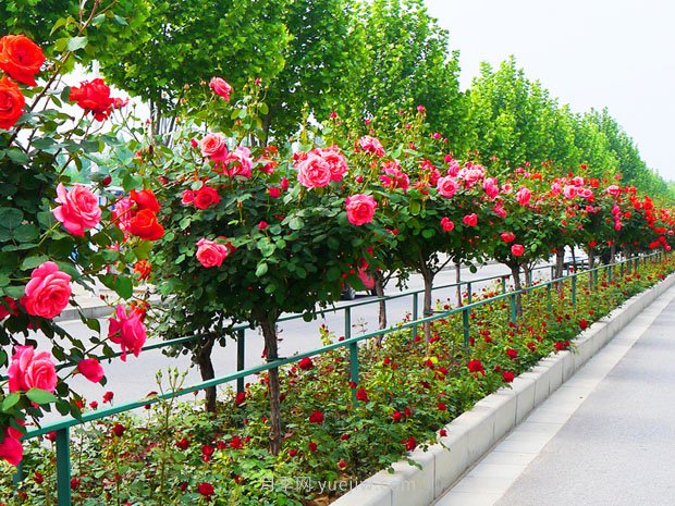 樹(shù)狀月季花在成長(zhǎng)過(guò)程中應(yīng)該如何修剪？(圖1)