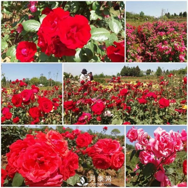 2021四川綿陽(yáng)百萬(wàn)醉美月季花海藝術(shù)節(jié)，4月15日盛大開幕有福利(圖4)
