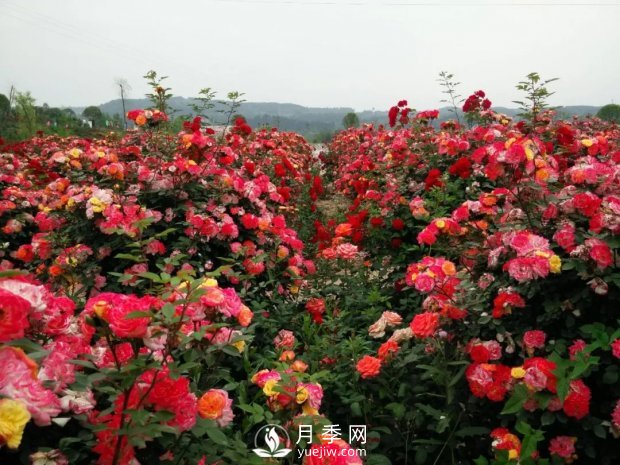 2021四川綿陽(yáng)百萬(wàn)醉美月季花海藝術(shù)節(jié)，4月15日盛大開幕有福利(圖5)