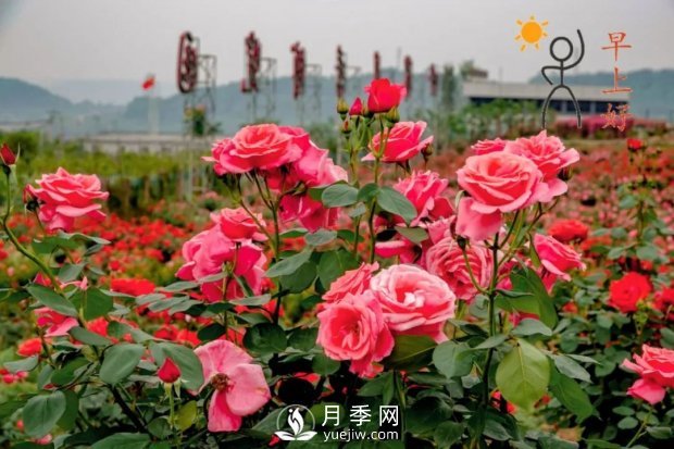 2021四川綿陽(yáng)百萬(wàn)醉美月季花海藝術(shù)節(jié)，4月15日盛大開幕有福利(圖2)