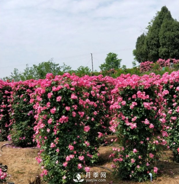 2021四川綿陽(yáng)百萬(wàn)醉美月季花海藝術(shù)節(jié)，4月15日盛大開幕有福利(圖6)