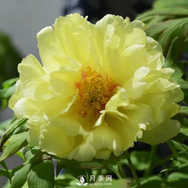 牡丹花中之王，推薦8個(gè)品種**驚艷到你(圖2)