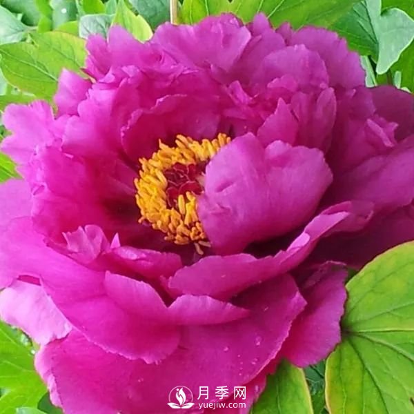 牡丹花中之王，推薦8個(gè)品種**驚艷到你(圖1)
