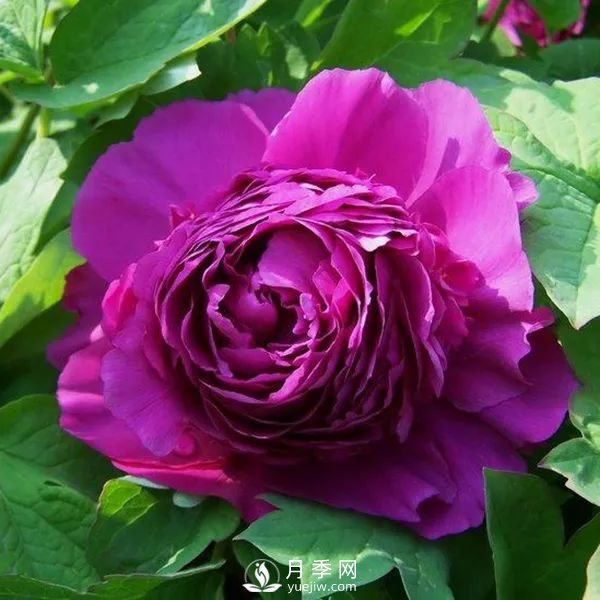 牡丹花中之王，推薦8個(gè)品種**驚艷到你(圖3)