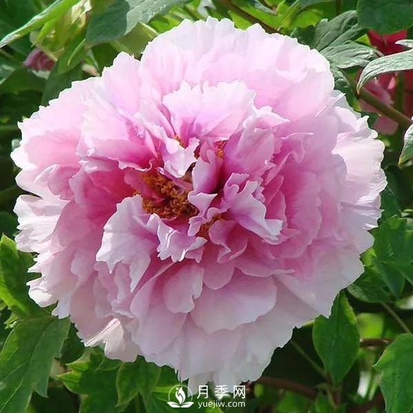 牡丹花中之王，推薦8個(gè)品種**驚艷到你(圖5)