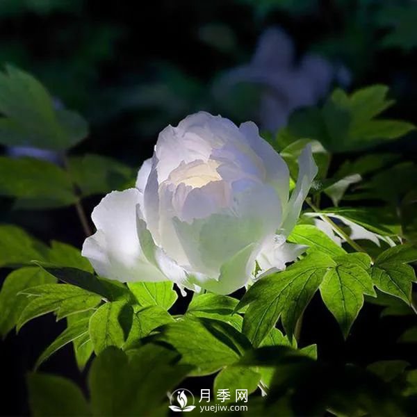 牡丹花中之王，推薦8個(gè)品種**驚艷到你(圖7)