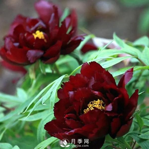 牡丹花中之王，推薦8個(gè)品種**驚艷到你(圖8)