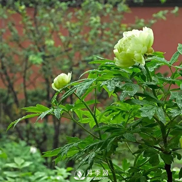 牡丹花中之王，推薦8個(gè)品種**驚艷到你(圖4)
