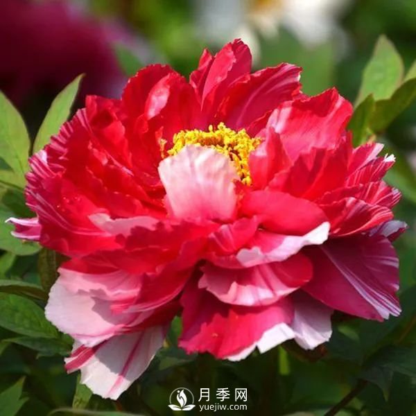 牡丹花中之王，推薦8個(gè)品種**驚艷到你(圖6)