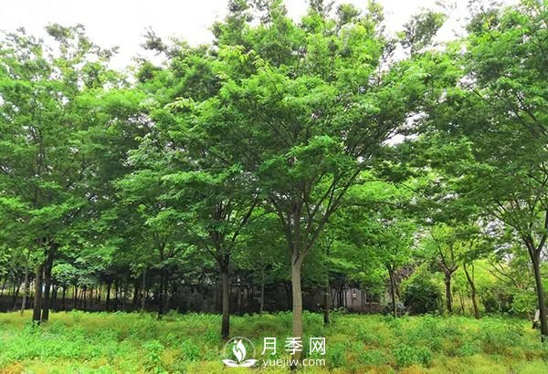 櫸樹早園林中日漸火爆，有鄉(xiāng)土樹種的5重優(yōu)勢(圖2)