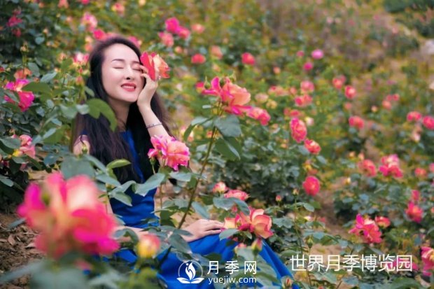 2021四川綿陽(yáng)百萬(wàn)醉美月季花海藝術(shù)節(jié)，4月15日盛大開幕有福利(圖3)