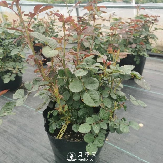 地栽月季幾月份移栽好？(圖1)