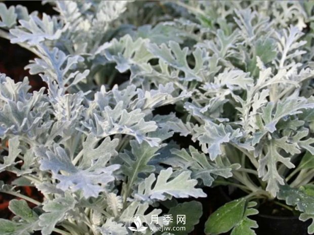 5種綠化帶常見的植物，盆栽觀賞好養(yǎng)(圖5)