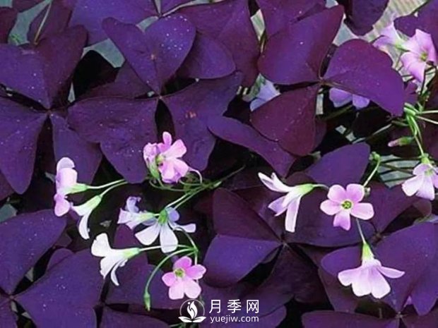 5種綠化帶常見的植物，盆栽觀賞好養(yǎng)(圖1)