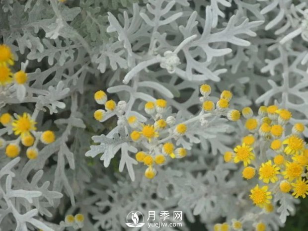 5種綠化帶常見的植物，盆栽觀賞好養(yǎng)(圖4)