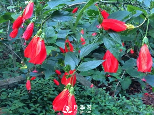 5種綠化帶常見的植物，盆栽觀賞好養(yǎng)(圖6)