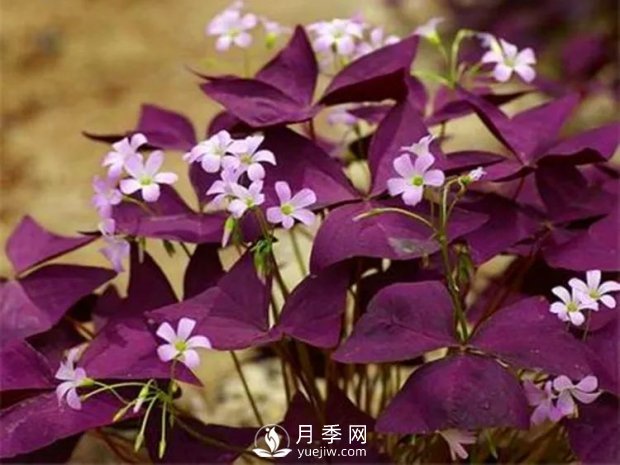 5種綠化帶常見的植物，盆栽觀賞好養(yǎng)(圖2)