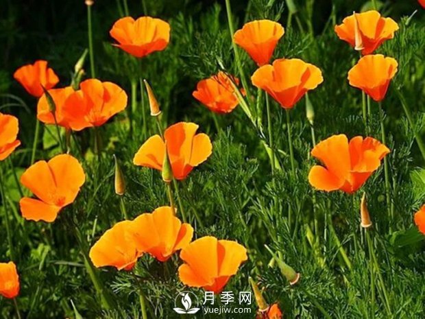 5種綠化帶常見的植物，盆栽觀賞好養(yǎng)(圖3)