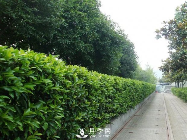 冬青與黃楊區(qū)別，冬青與黃楊有什么不同(圖1)