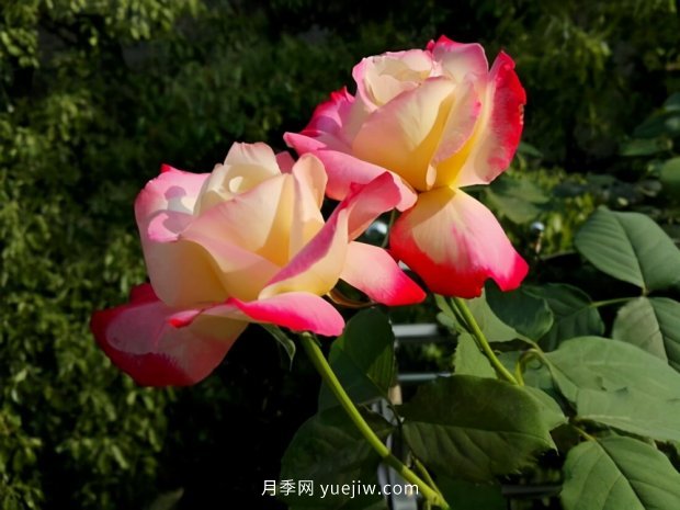 別的花不愛只養(yǎng)月季花，精挑細(xì)選了5個品種個個經(jīng)典(圖4)