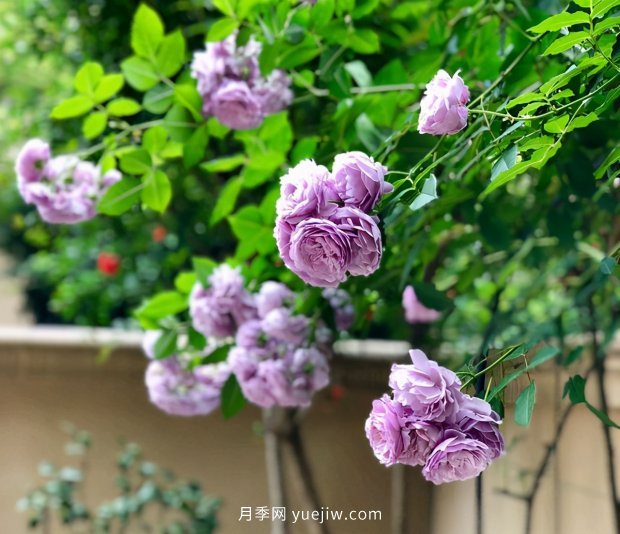 別的花不愛只養(yǎng)月季花，精挑細(xì)選了5個品種個個經(jīng)典(圖1)